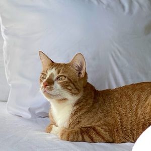 Meet your Posher, Carina